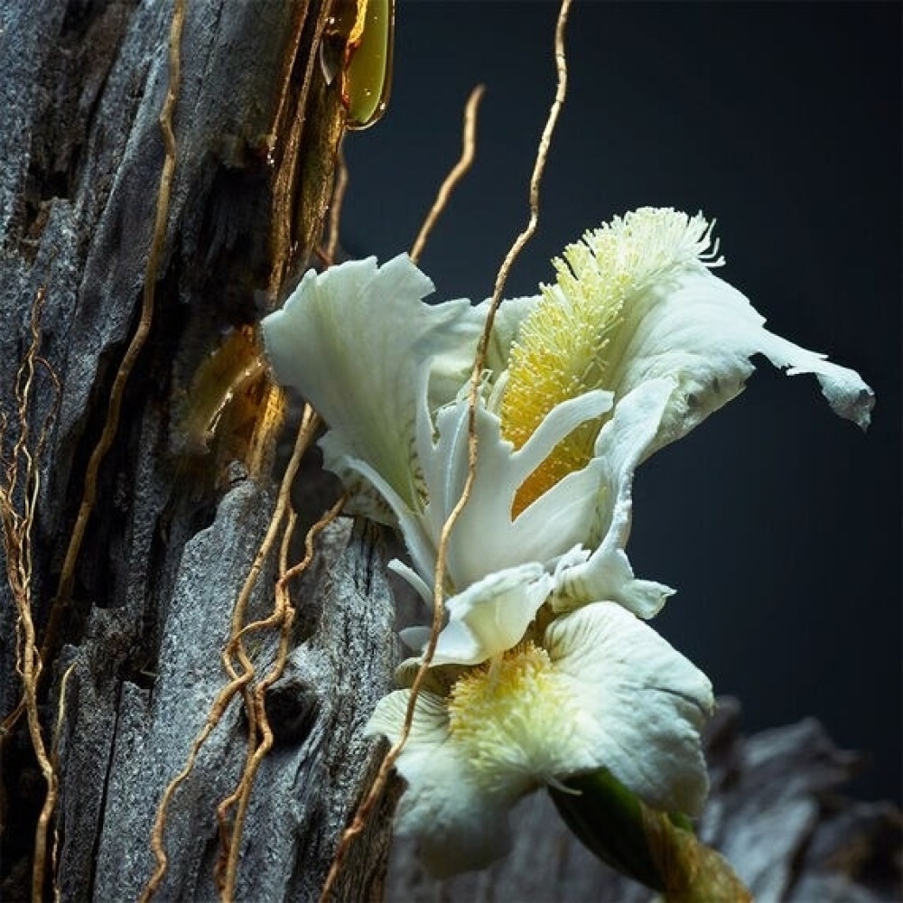 جيرلان فتيفر برفيوم 100 مل