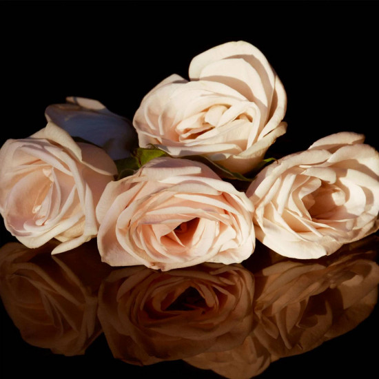 روبيرتو كافالي فلورنس أمبر 75 مل روبيرتو كافالي فلورنس أمبر 75 مل