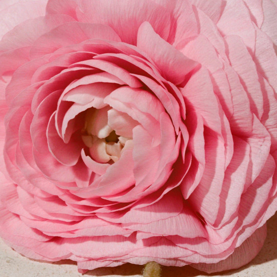 بربري هير نسائي ايدو برفيوم 100 مل بربري هير نسائي ايدو برفيوم 100 مل