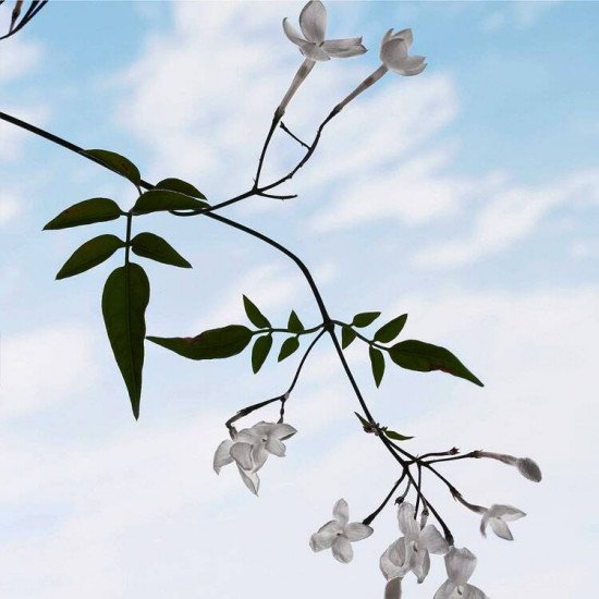 بربري هير انتنس 50 مل بربري هير انتنس 50 مل