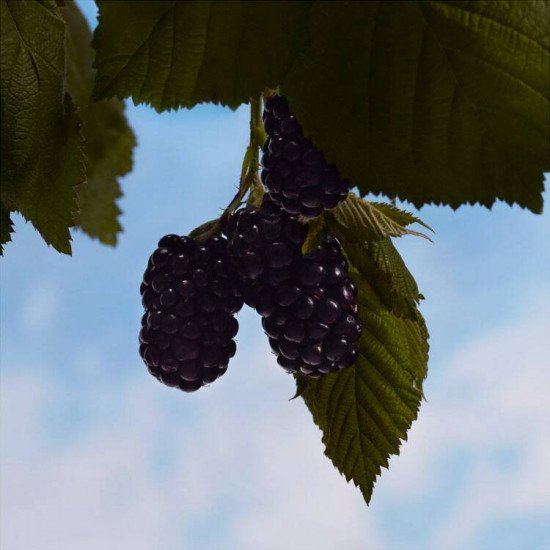 بربري هير انتنس 50 مل بربري هير انتنس 50 مل