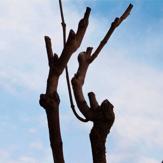 بربري هير انتنس 50 مل بربري هير انتنس 50 مل