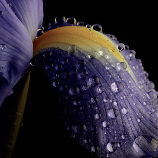 كليف كريستيان كليف أورجينال سي إكس 100 مل كليف كريستيان كليف أورجينال سي إكس 100 مل