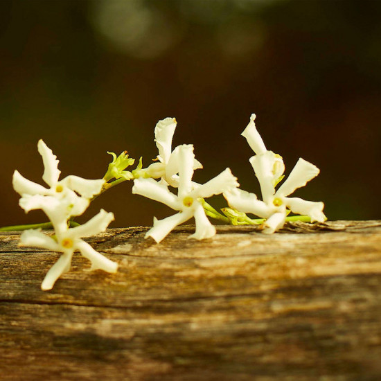 قوتشي ميموار دو اون اودير 100 مل قوتشي ميموار دو اون اودير 100 مل