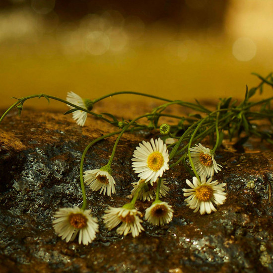 قوتشي ميموار دو اون اودير 100 مل قوتشي ميموار دو اون اودير 100 مل