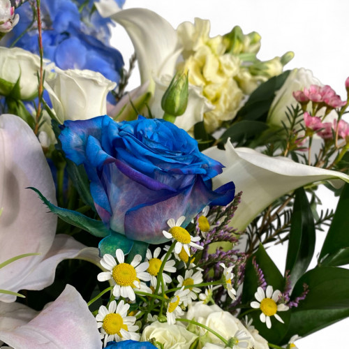 فازة راهيه فازة راهيه