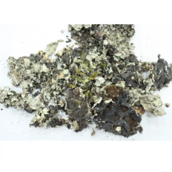 Lichen herb
