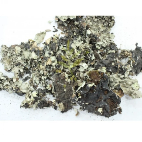 Lichen herb