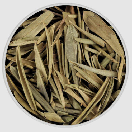 Olive leaf