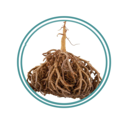 Maryam's palm herb