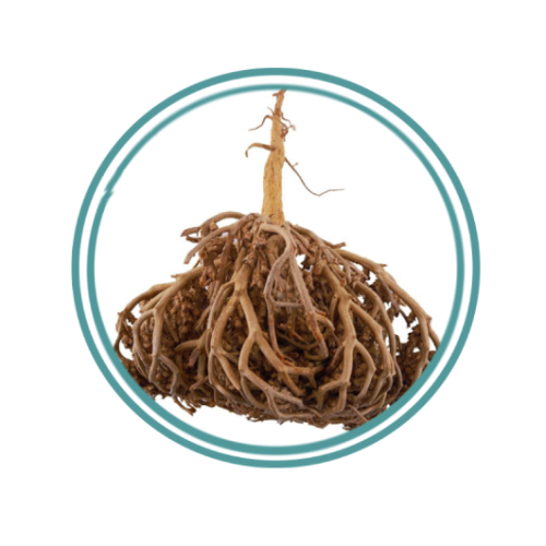 Maryam's palm herb