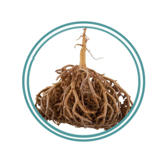 عشبة كف مريم عشبة كف مريم