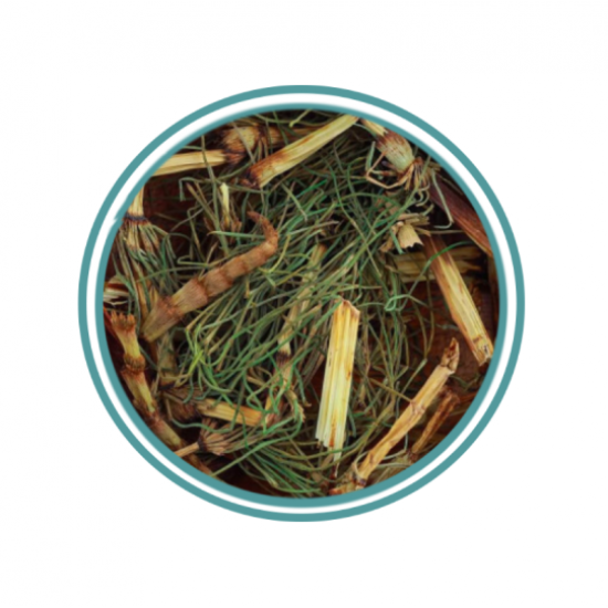 ذيل الحصان ذيل الحصان