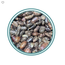 Castor bean
