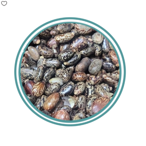 Castor bean