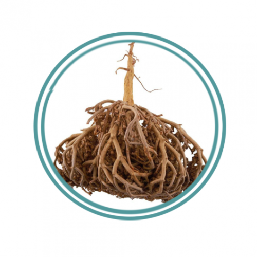 عشبة كف مريم عشبة كف مريم