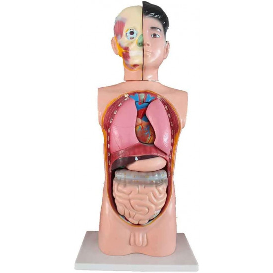 هيكل عظمي ملون 55 سم 