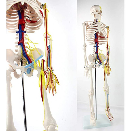 هيكل عظمي ملون