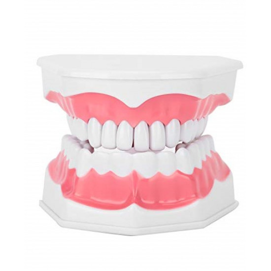 مجسم فك الاسنان صغير 