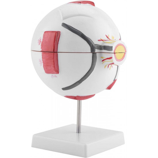 مجسم  العين البشرية