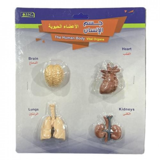 مجسم اعضاء جسم الانسان الحيوية 