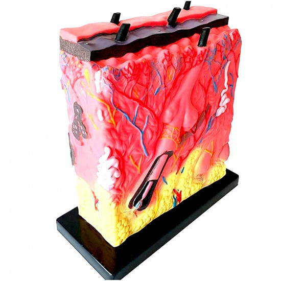 مجسم جلد الإنسان 