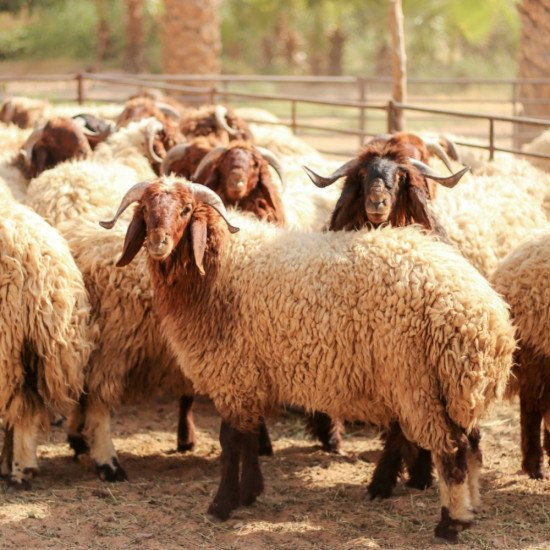 اضاحي نعيمي عضوية حية