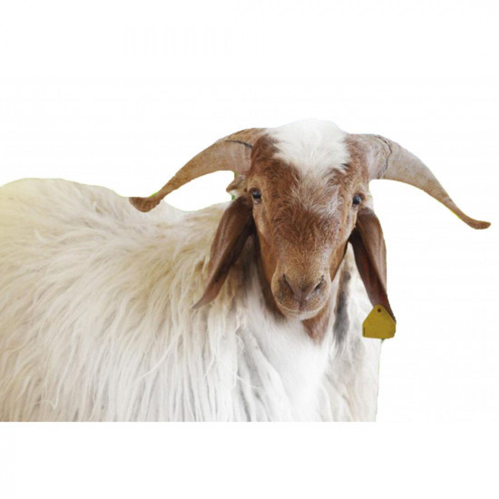 اضاحي نعيمي بلدي -  حي