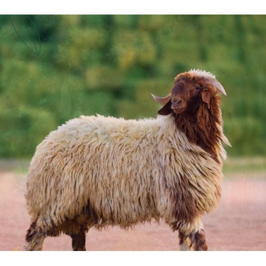 اضاحي نعيمي عضوية حية