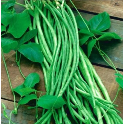 Organic green beans 500gm Al-Shahwan farm