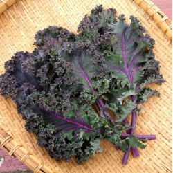 Organic Red Kale alsalwa Farm  