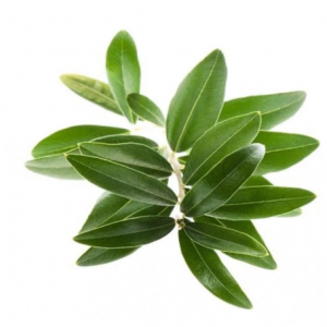 ورق زيتون عضوي الطازج 100جم السلوى