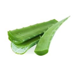 Fresh Green Organic Aloe Vera Leaves 3 Leaves Grow House Farm