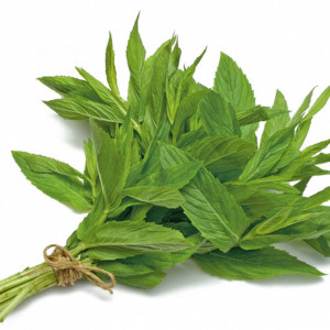 حبق عضوي طازج مزرعة بيت الاستنبات العضوية  