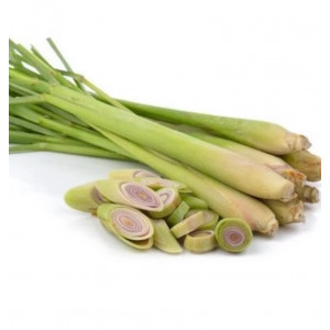 عشبة الليمون العضوية ربطة مزرعة بيت الاستنبات العضوية