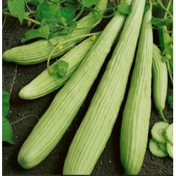 Long cucumber carton, inspected product, Al-Batin Cooperative