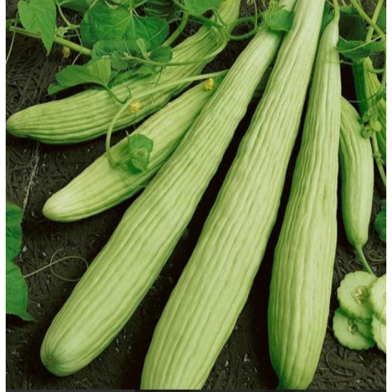 قثاء طويله  كرتون منتج مفحوص تعاونية الباطين