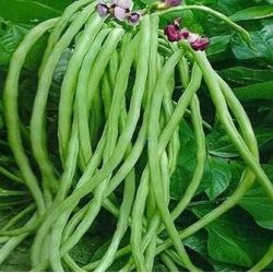 Organic Long Green Beans 300g Breed House Farm