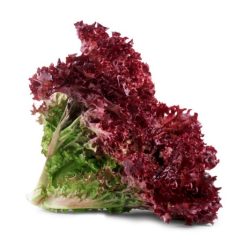 Organic Lollo Rossa (Red) Lettuce 200g Plate Safe Food Farm