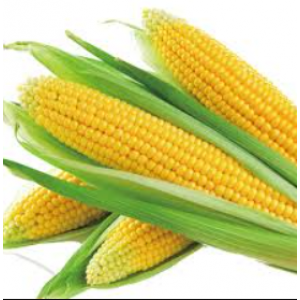 ذرة حلوة طازجة طبيعية 
