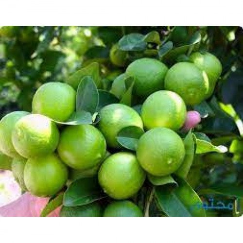 ليمون اخضر مفحوص تعاونية عنيزة 