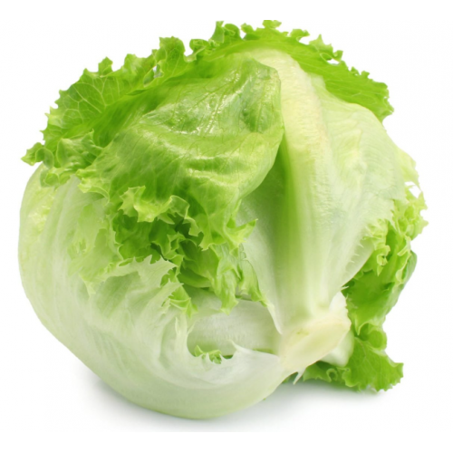 خس كابوتشا  طبق عضوي مزرعة السلوى