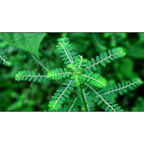 Amla herb whole