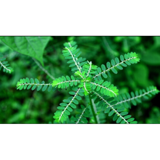 Amla herb whole