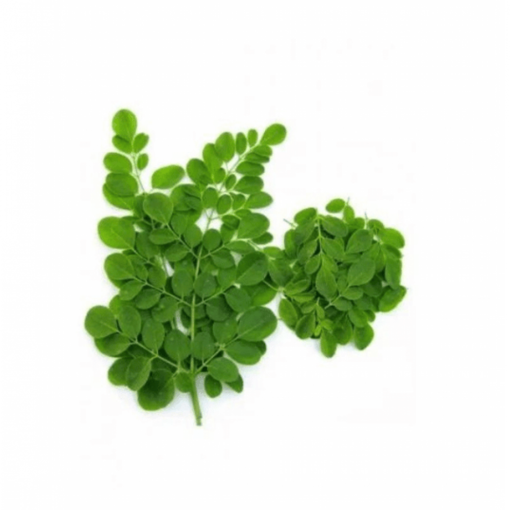 ورق المورينقا عضوي طازج مزرعة طويق ورق المورينقا عضوي طازج مزرعة طويق