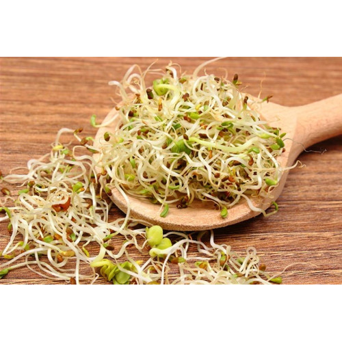 نبوت البرسيم العضوي مزرعة بيت الاستنبات 