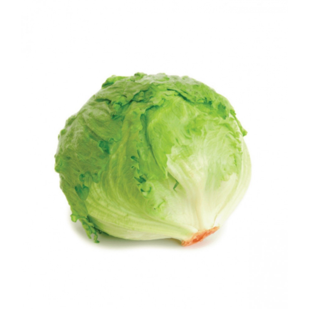 خس امريكي عضوي حبة مزرعة اليان العضوية خس امريكي عضوي حبة مزرعة اليان العضوية