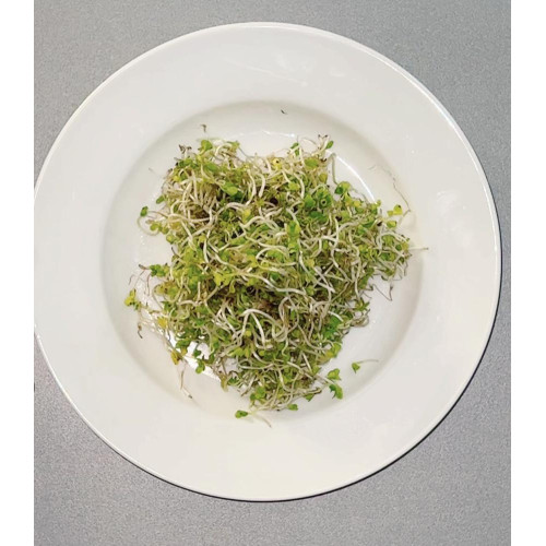 نبوت الكيل العضوي مزرعة بيت الاستنبات 