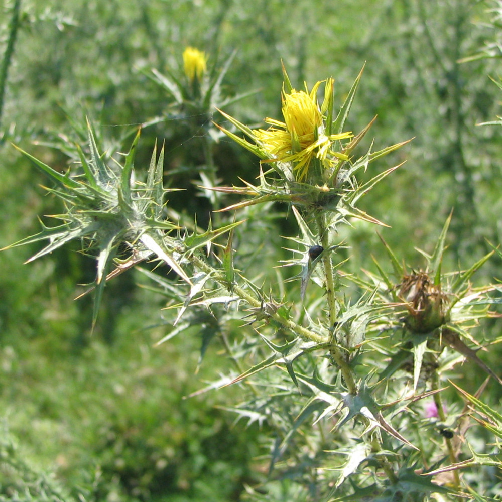 قطم بري عضوي طبق مزرعة السلوي 