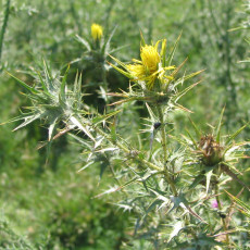 قطم بري عضوي طبق مزرعة السلوي 